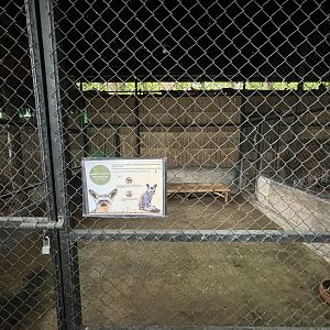 Bat-eared Fox Exhibit - Lanna Mini Zoo