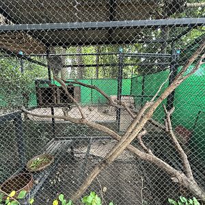 Coendou Exhibit - Lanna Mini Zoo