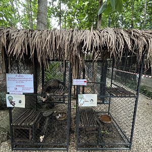 Common Palm Civet Exhibits - Lanna Mini Zoo