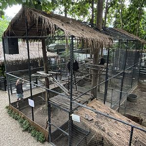 Laotian Langur Exhibit - Lanna Mini Zoo