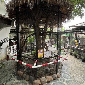 Black-and-white Ruffed Lemur Exhibit - Lanna Mini Zoo