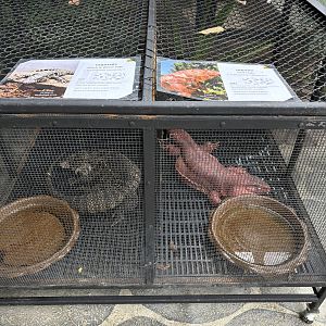 Tegu Cages - Lanna Mini Zoo