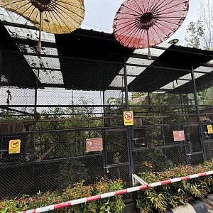 Common Marmoset Exhibits - Lanna Mini Zoo