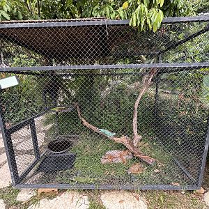 Green Iguana Exhibit - Lanna Mini Zoo
