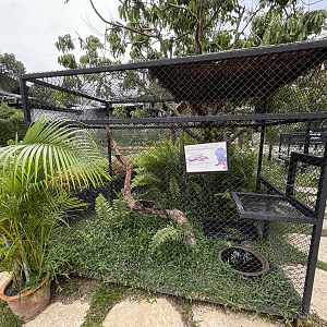 Grand Cayman Blue Iguana Exhibit - Lanna Mini Zoo