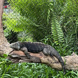 Grand Cayman Blue Iguana - Lanna Mini Zoo