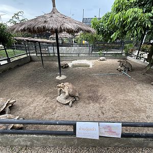 African Spurred Tortoise Exhibit - Lanna Mini Zoo
