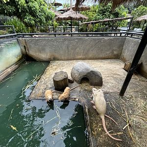 Nutria Exhibit - Lanna Mini Zoo