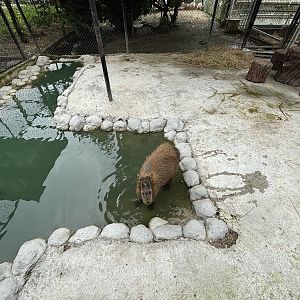 Capybara Exhibit - Lanna Mini Zoo
