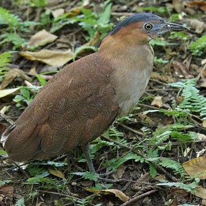 Malayan Night Heron (Gorsachius melanolophus)