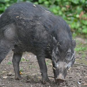 Visayan warty pig