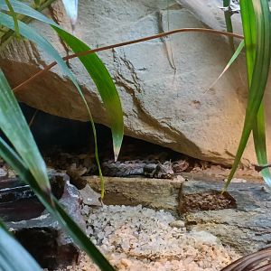 Kenya horned viper (Bitis worthingtoni)