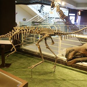 Archaeornithomimus asiaticus