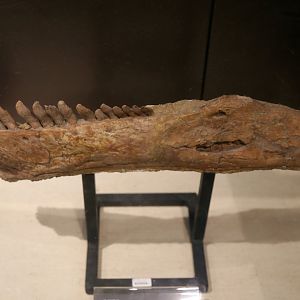 Mamenchisaurus sinocanadorum Mandible, Holotype (IVPP V10603)