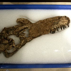 Guanlong wucaii Skull, Holotype (IVPP V14531)