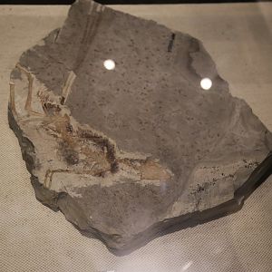 Epidexipteryx hui, Holotype (IVPP V15471)