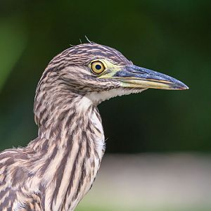 Rufous Night Heron (Nycticorax Caledonicus)