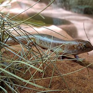 Night Skink (Liopholis striata)