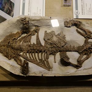 Repenomamus robustus, with Psittacosaurus Remains in Its Stomach (IVPP V13605)