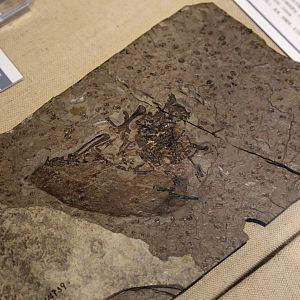 Volaticotherium antiquus, Holotype (IVPP V14739)