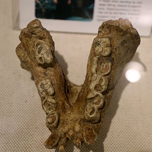 Gigantopithecus blacki Mandible (IVPP PA83)