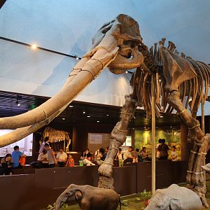 Stegodon zdanskyi (IVPP V4710-4750)