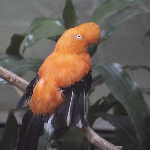 Andean Cock-of-the-Rock (Rupicola peruvianus) - male