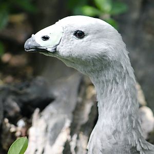 Cape Barren Goose (Cereopsis novaehollandiae)