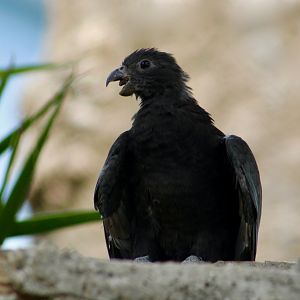 Lesser Vasa Parrot (Coracopsis nigra)