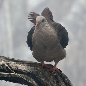 Pink Pigeon (Nesoenas mayeri)