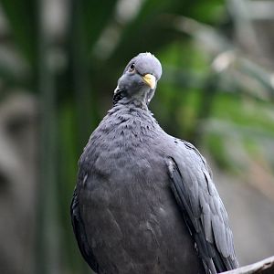 Southern Band-Tailed Pigeon (Patagioenas albilinea)