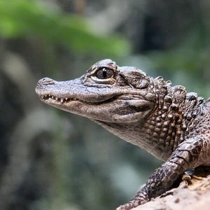 Chinese Alligator (Alligator sinensis) young