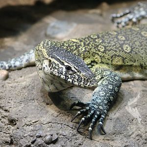 Nile Monitor (Varanus niloticus)