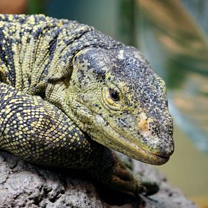 Gray's Monitor (Varanus olivaceus)