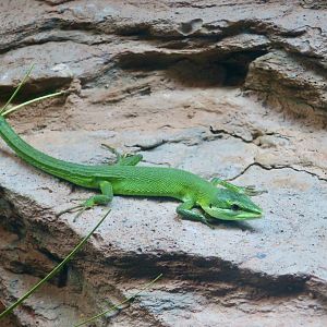 Sakishima Grass Lizard (Takydromus dorsalis)