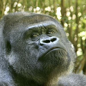Western Lowland Gorilla (Gorilla gorilla gorilla) - "Babatunde"