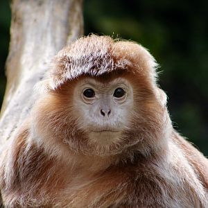 Javan Lutung (Trachypithecus auratus)