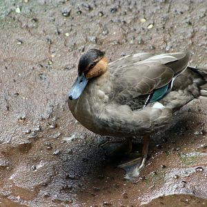Philippine Duck (Anas luzonica)