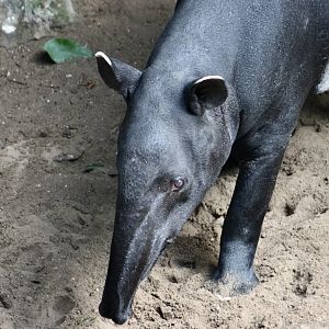 Malayan Tapir (Tapirus indicus)