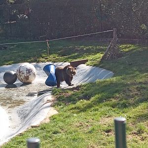 European Brown Bear