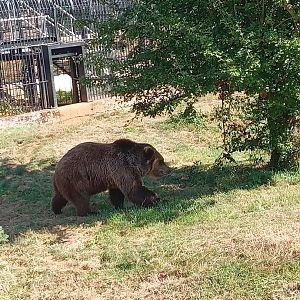 European Brown Bear