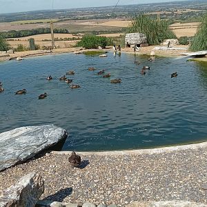 Common Eider Duck & Northern Rockhopper Penguin
