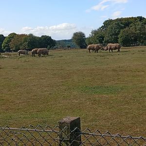 Southern White Rhinoceros