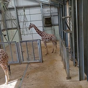 Reticulated Giraffe