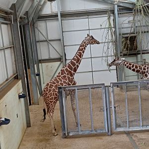 Reticulated Giraffe