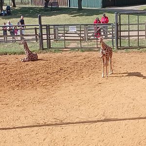Reticulated Giraffe
