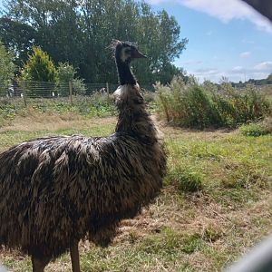 Emu