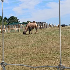 Bactrian Camel