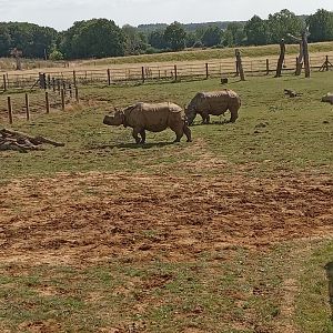 Indian Rhinoceros