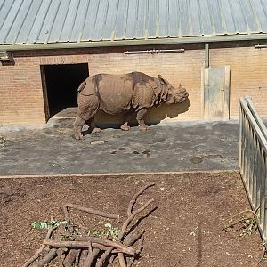 Indian Rhinoceros